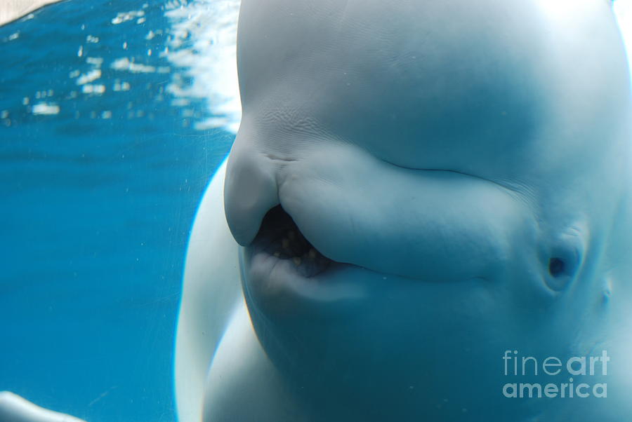 beluga whales blowing bubbles