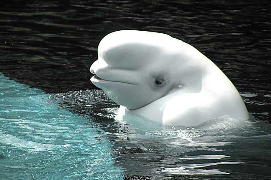 Whale Photograph - Beluga Whale by Brian Chase
