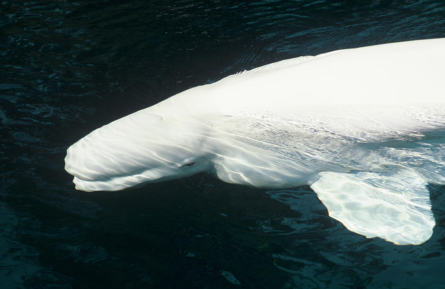 Wildlife Photograph - Beluga Whale by Christopher Swann/science Photo Library