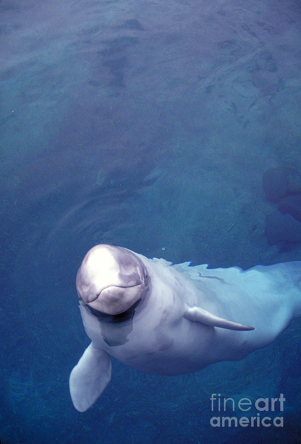 Beluga Whale Photograph by Mark Newman