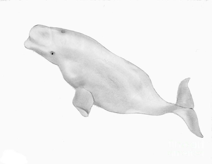 Beluga Whale Drawing by Nick Norton