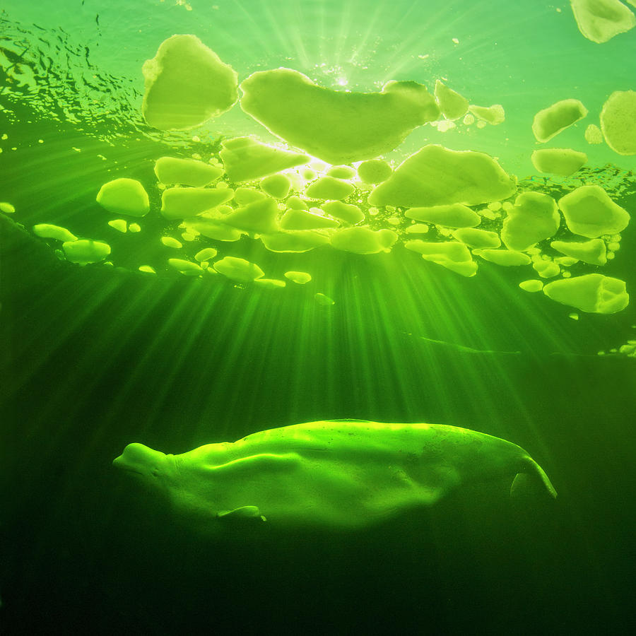 Beluga Whale Photograph by Photo By Viktor Lyagushkin