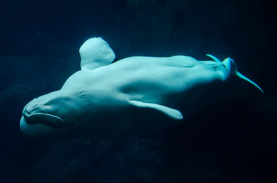 Beluga Whale Playing In Clear Blue Water Photograph by Alex Grichenko