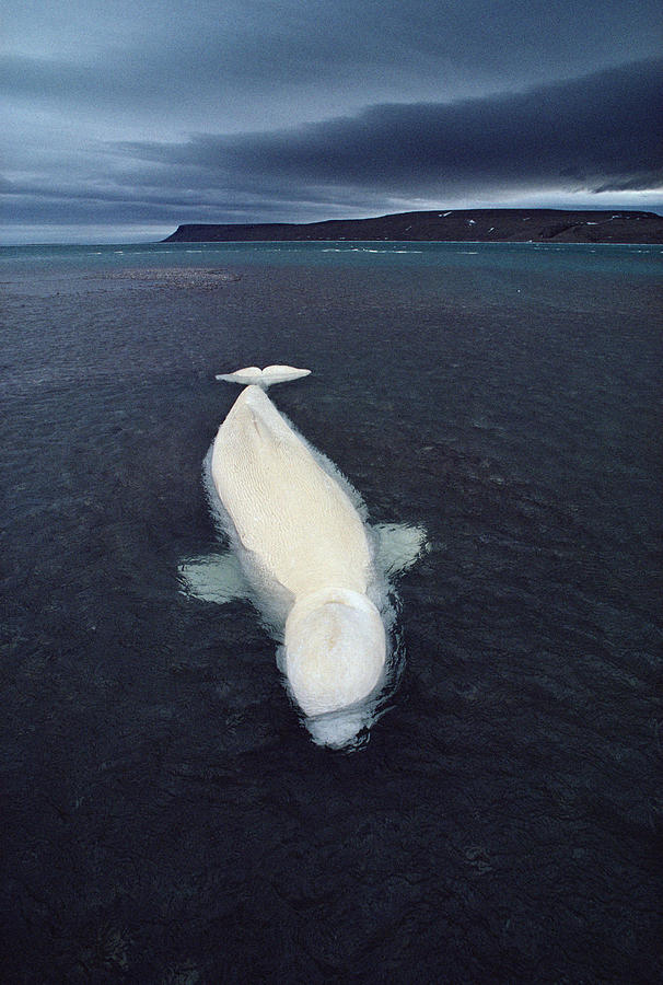 Beluga Whale Stranded At Low Tide Photograph by Flip Nicklin