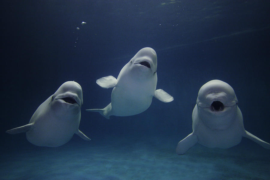 Beluga Whale Trio Photograph by Hiroya Minakuchi
