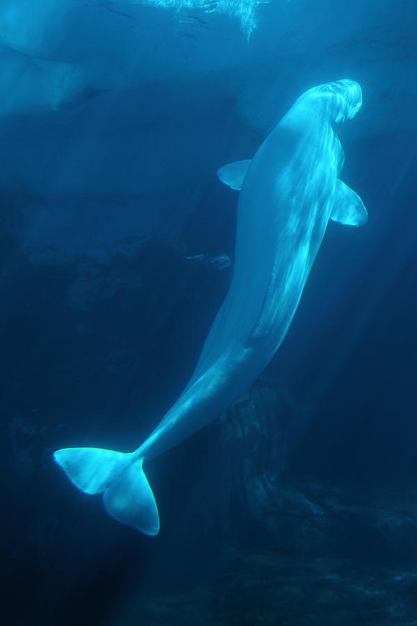 Beluga Whale Photograph by Viktor Savchenko
