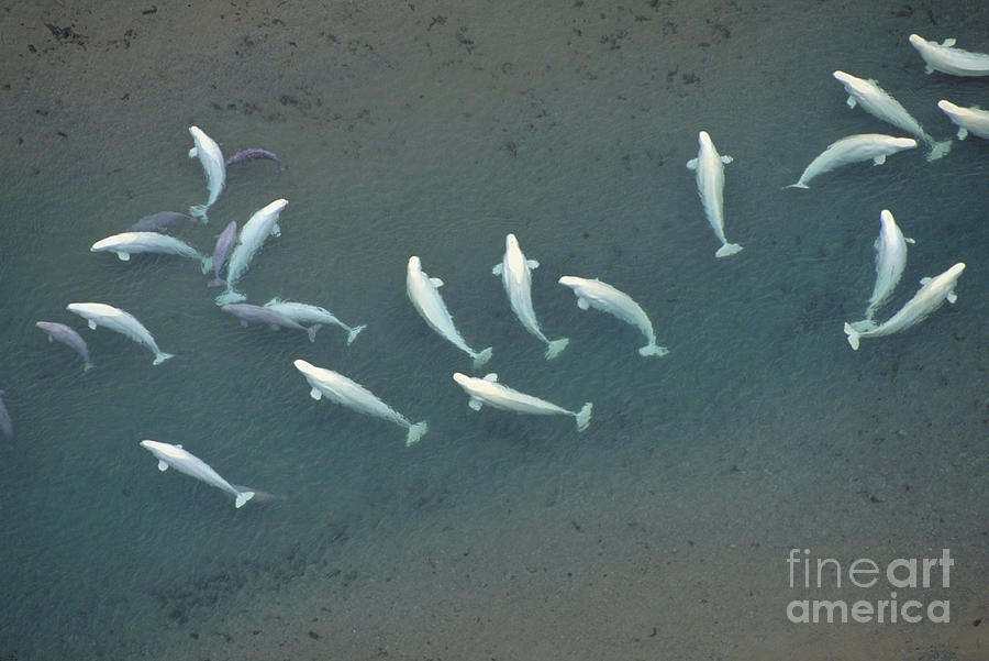 Beluga Whales, Canadian Arctic Photograph by Art Wolfe