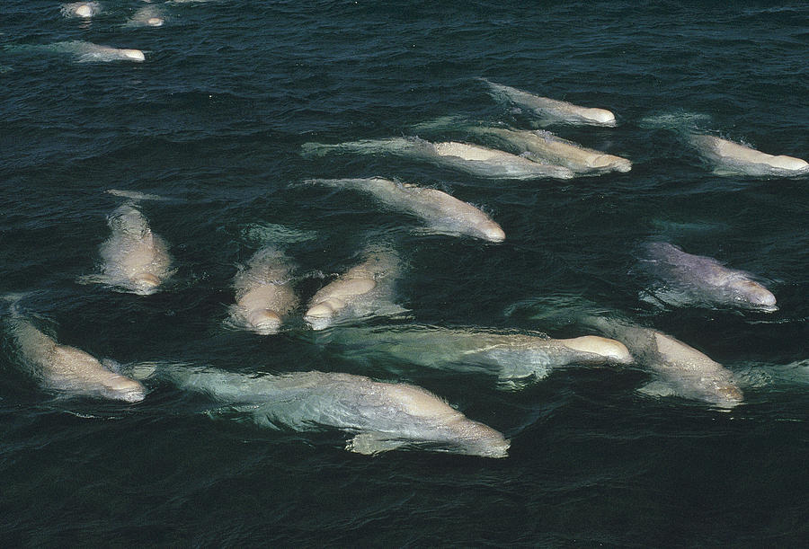Beluga Whales Cunningham Inlet Nwt Photograph by Flip Nicklin