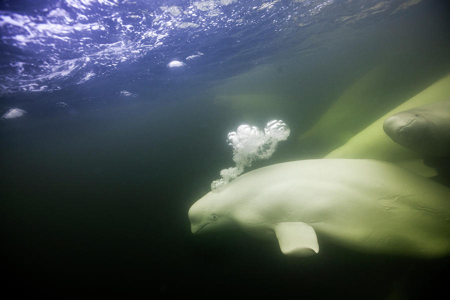Beluga Whales, Hudson Bay, Canada Photograph by Paul Souders