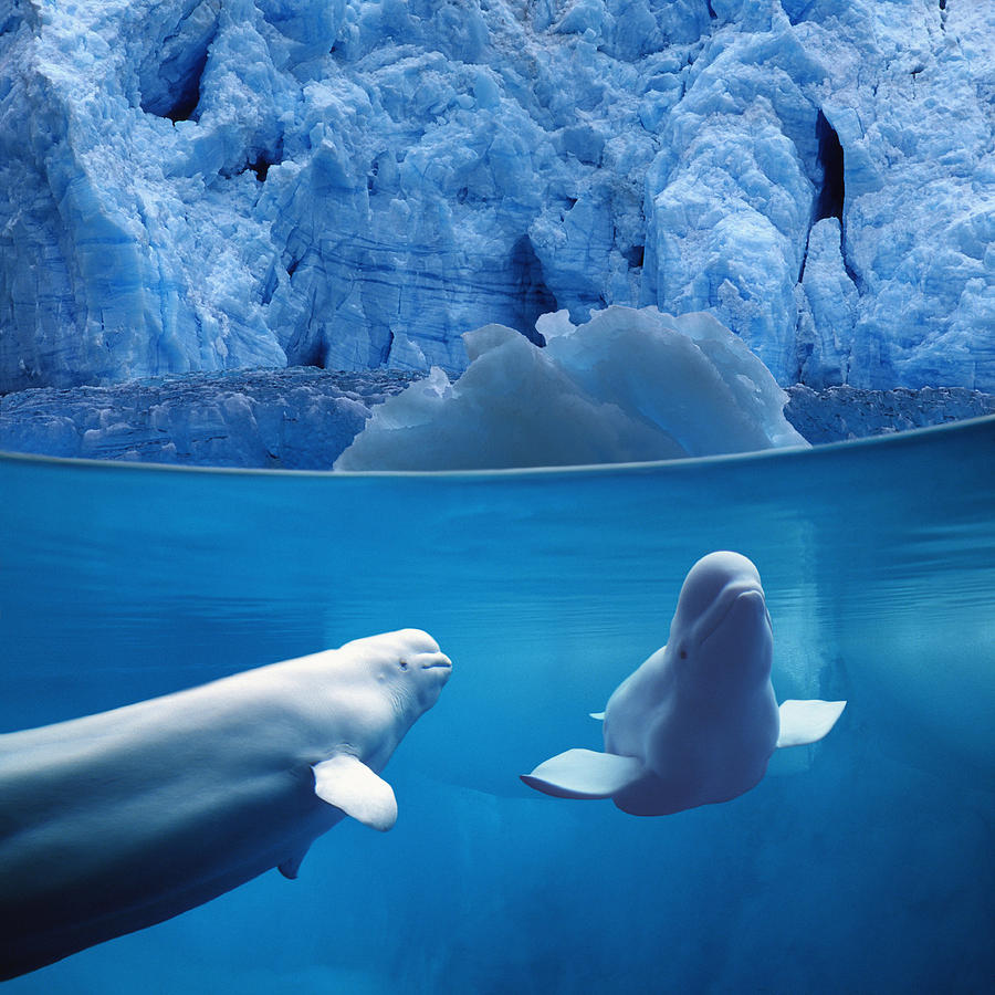 Belugas Underwater Wview Of Glacier Photograph by John Hyde