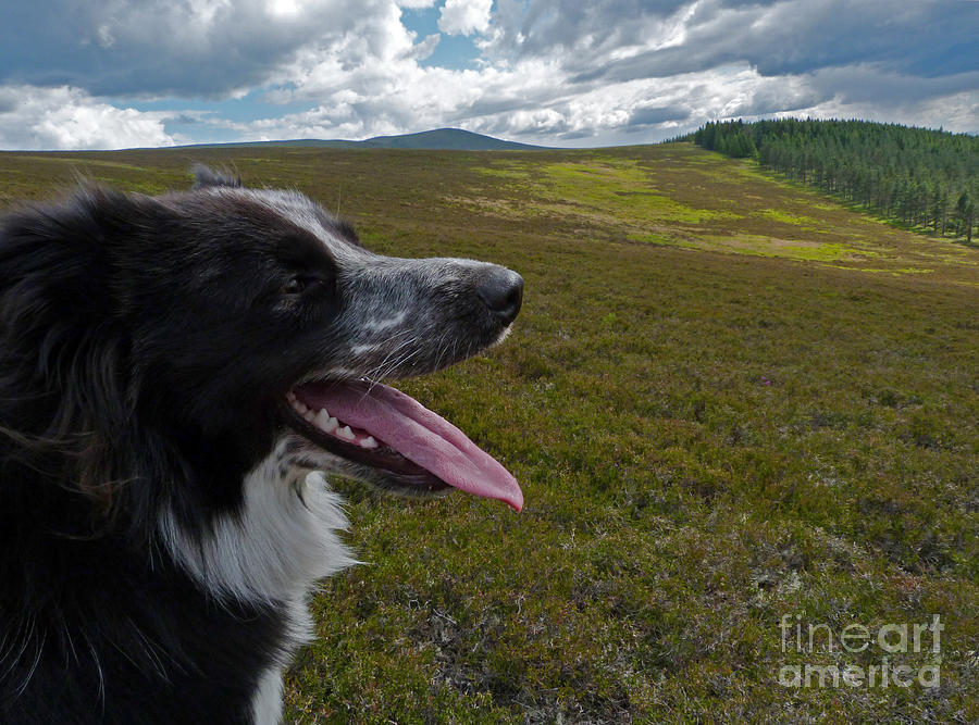 Ben - Border Collie Photograph by Phil Banks