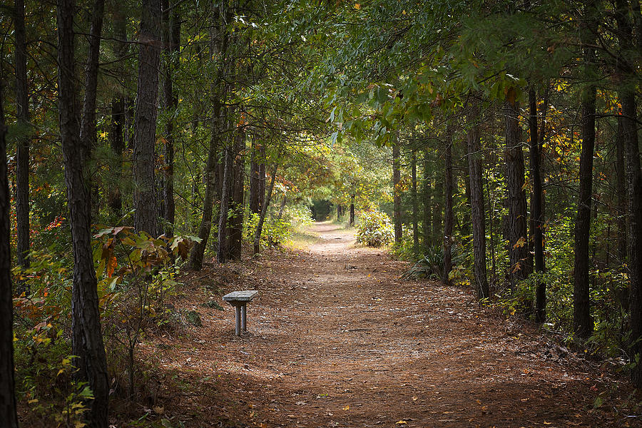 Bench Along the Trail Photograph by Mark McKinney