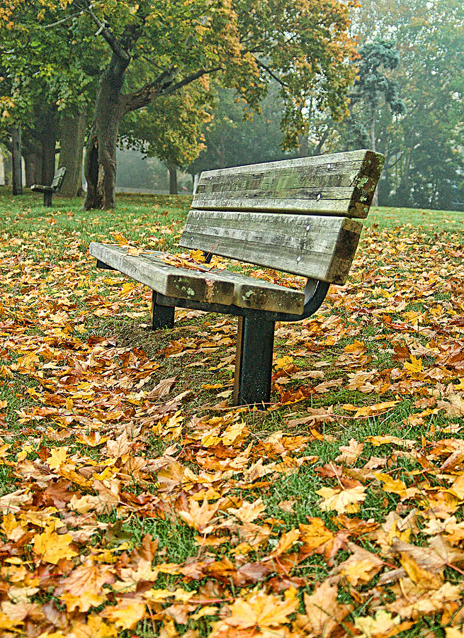 Bench and Foliage Photograph by Cathy Kovarik