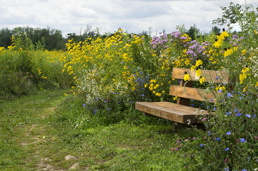 Bench and Meadow Photograph by Ann Bridges
