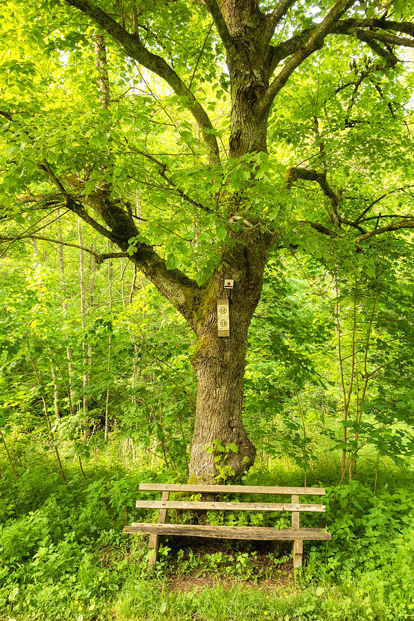 Bench And Tree In Spring Wonderful Green Colors Photograph