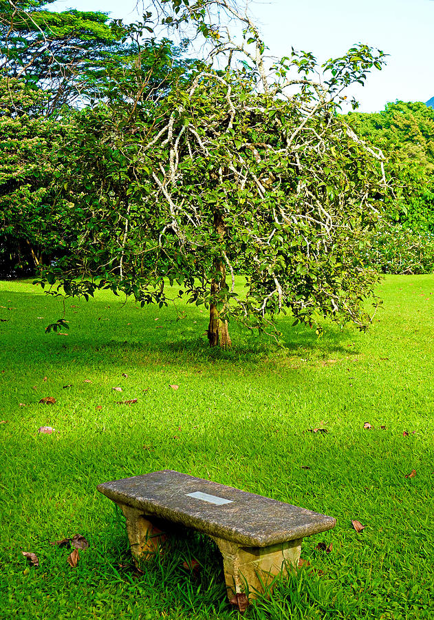 Bench and Tree Photograph by Robert Meyers-Lussier