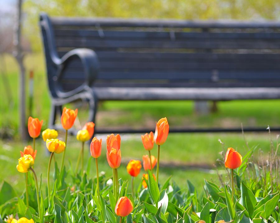 Bench behind the tulips Photograph by Toby McGuire