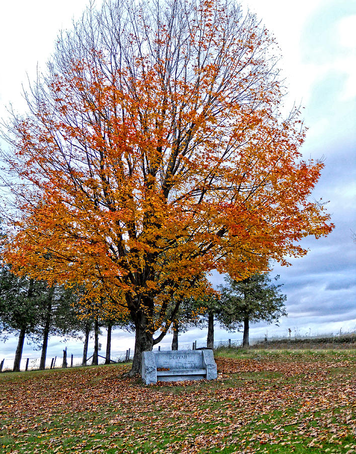 Bench Grave in Fall Photograph by Maggy Marsh