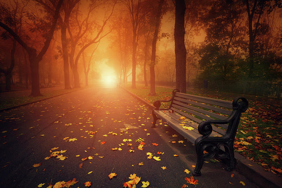 Bench In Foggy Autumn Park Photograph by Sergiy Trofimov Photography