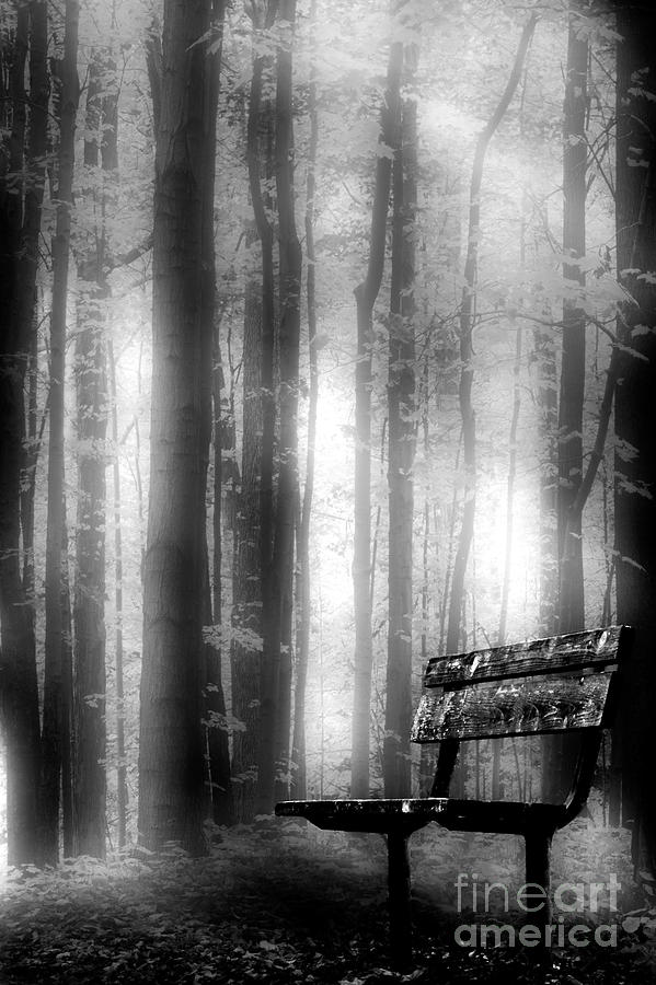 Bench in Michigan Woods Photograph by Michael Arend