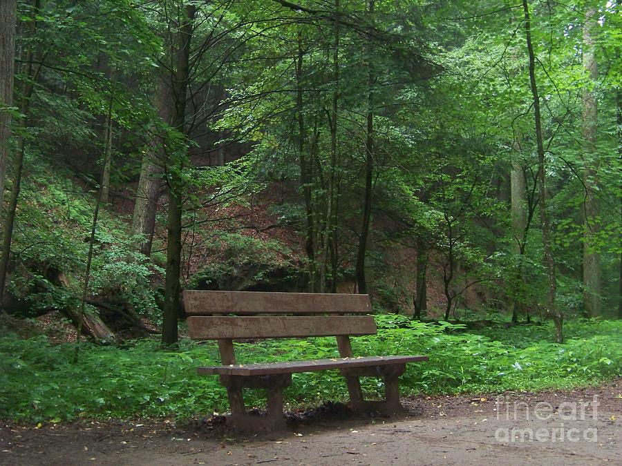 Bench in the Forest Photograph by Charles Robinson