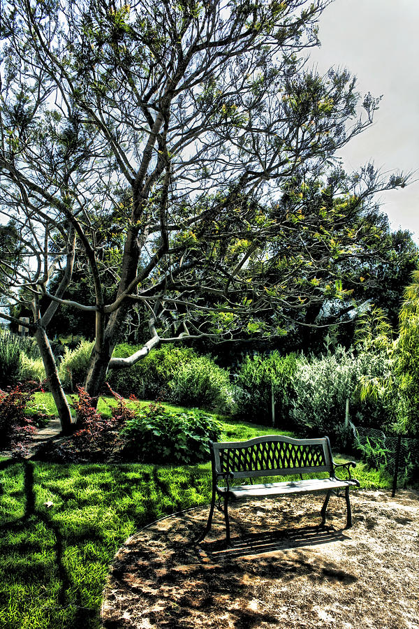 Bench in the garden Photograph by Danuta Bennett