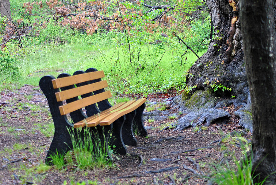 Bench in the Rain Photograph by Judy Salcedo