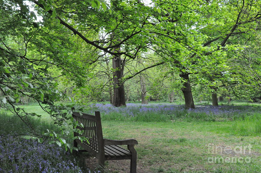 Tree Photograph - Bench in the Woodland Garden in Kew by Tatyana Searcy