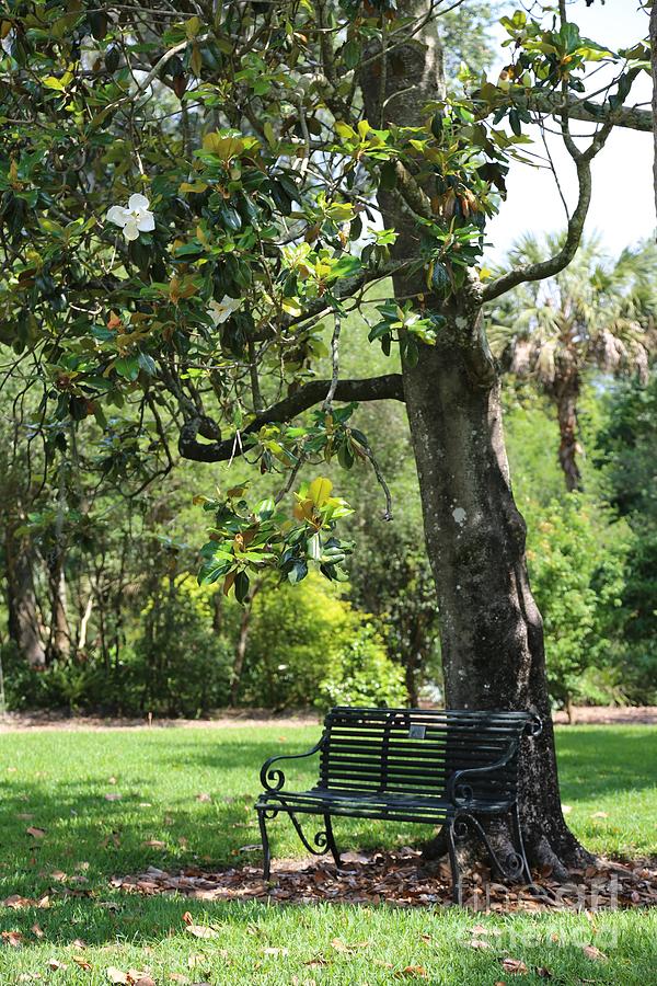 Bench under the Magnolia Tree Photograph by Carol Groenen