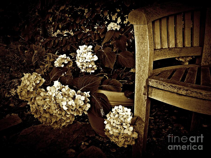 Flower Photograph - Bench with Hydrangeas by Patricia Strand