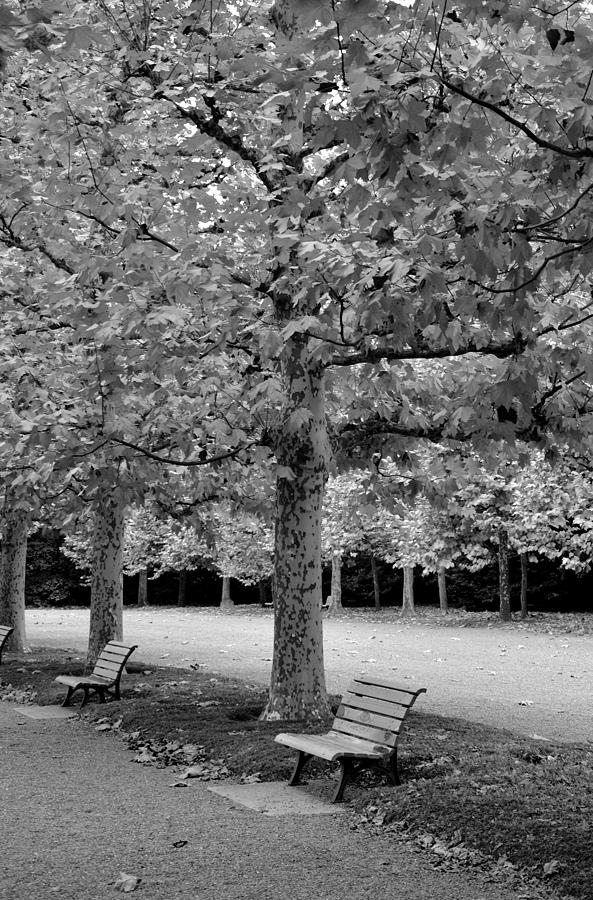 Benches in the park Photograph by Corinne Rhode