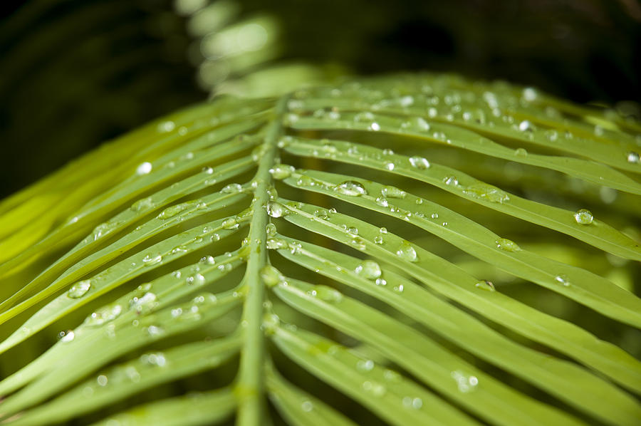 Nature Photograph - Bending Ferns by Carolyn Marshall