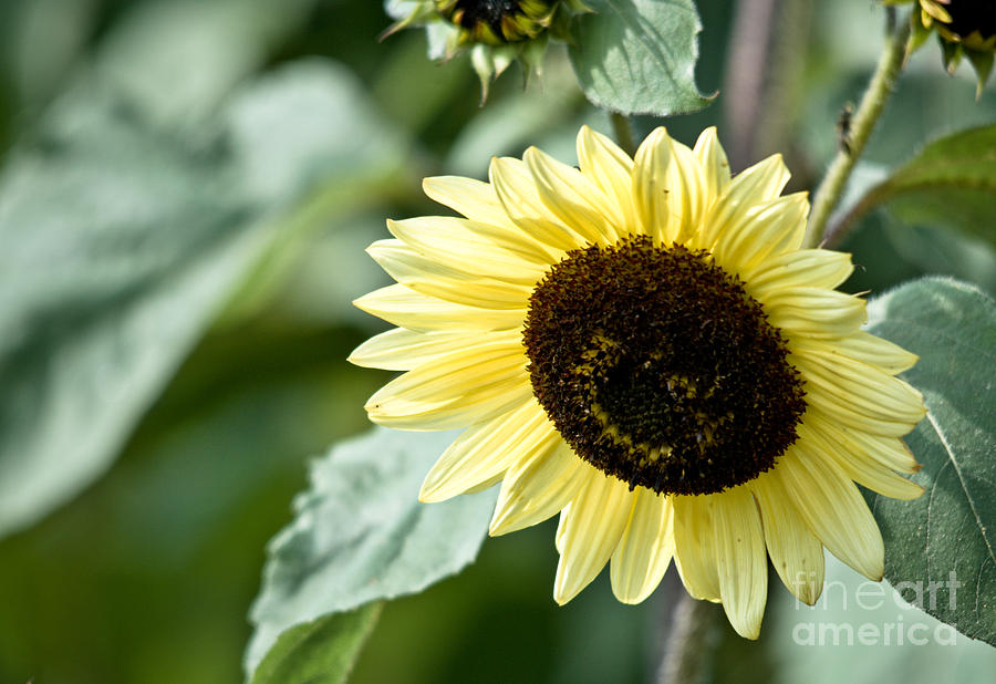 Bending Sunflower Photograph by Cheryl Baxter