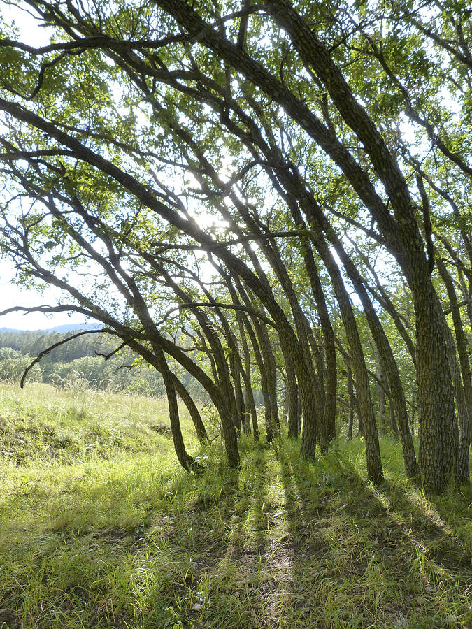 Bending Trees Photograph by Susan Porter - Pixels