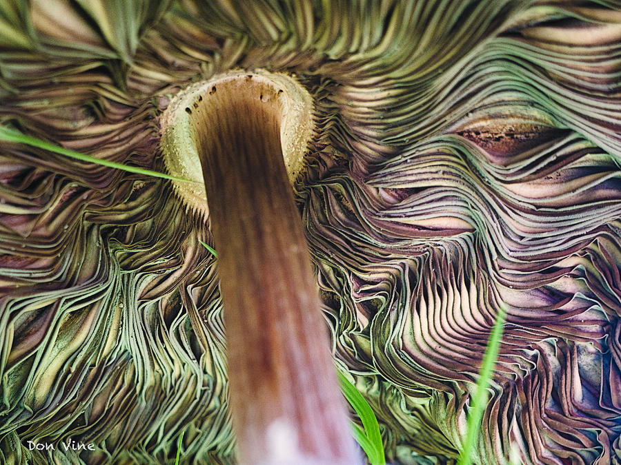 Beneath a Mushroom  cc Photograph by Don Vine