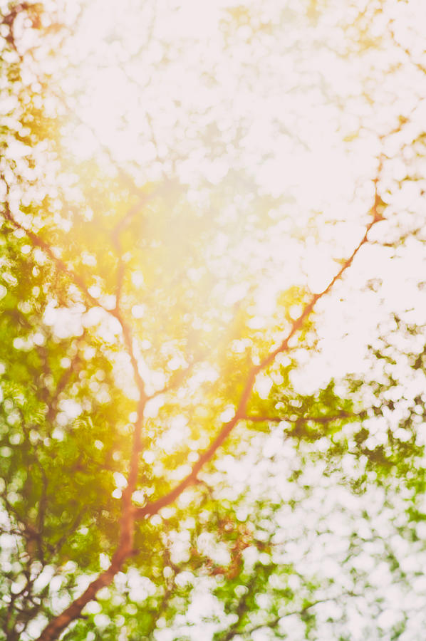 Beneath a tree 14 5199 Photograph by U Schade
