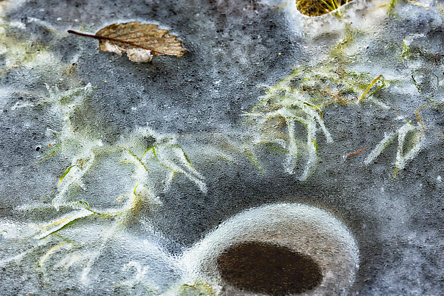 Winter Photograph - Beneath the Ice by Belinda Greb