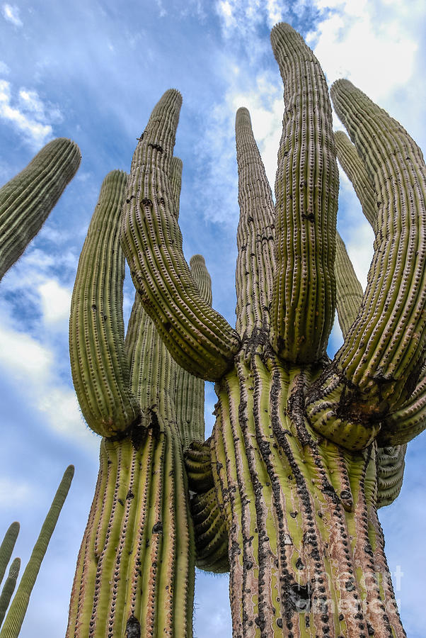 Beneath The Might Saguaro Photograph by Al Andersen