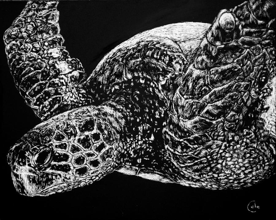 Beneath The Waves The Sea Turtle Swims Drawing