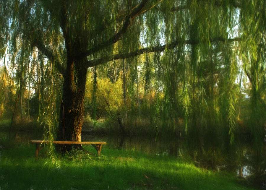 Tree Photograph - Beneath the Willow by Lori Deiter