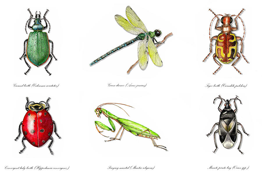 Beneficial Garden Insects Painting