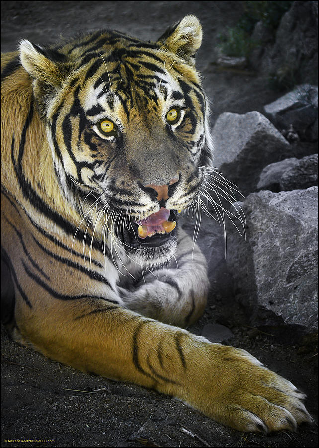 Bengal and Sumatran Tiger Photograph by LeeAnn McLaneGoetz McLaneGoetzStudioLLCcom