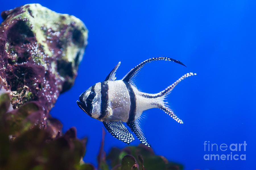 blue cardinal fish