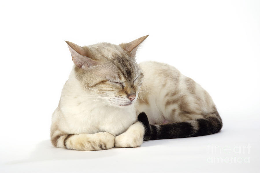 Bengal Cat, Asleep Photograph by John Daniels