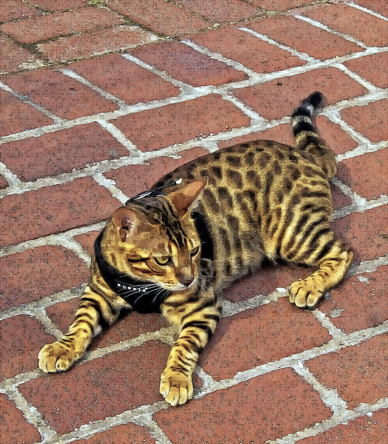 Bengal Cat Photograph by Constantine Gregory