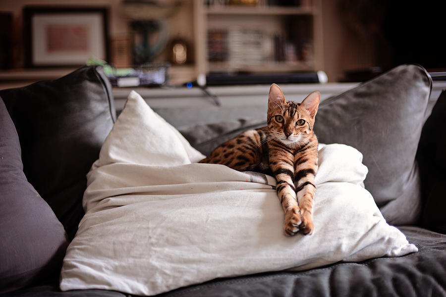 Bengal cat stretching on a cushion Photograph by Mark Liddell