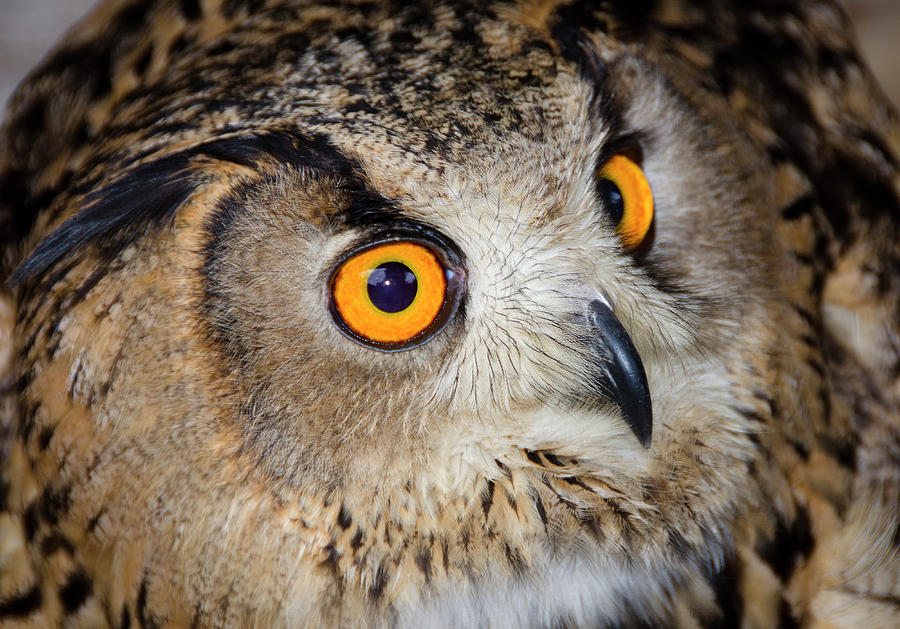 Bird Photograph - Bengal Eagle Owl Or Indian Eagle Owl by Nigel Downer