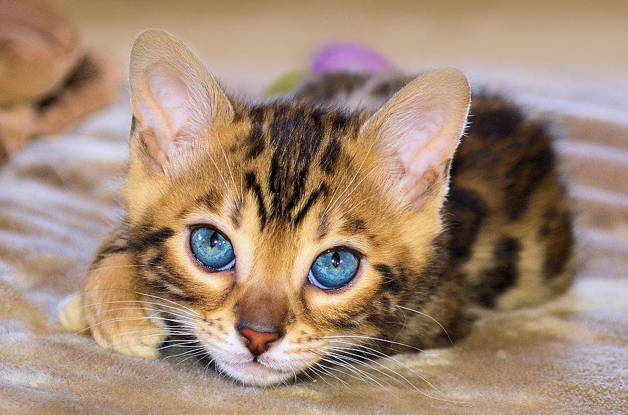 Bengal Kitten Closeup Photograph by Jane Girardot