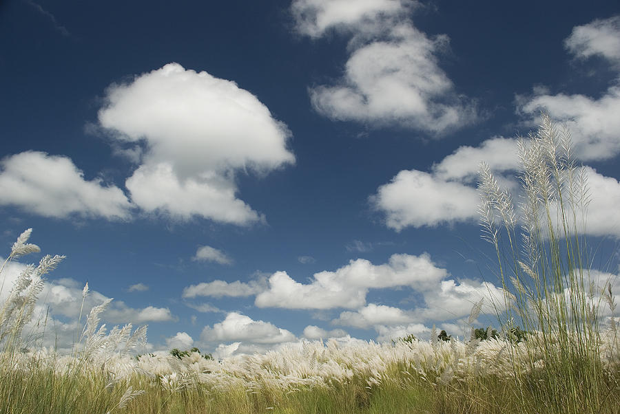 Bengal Landscape Photograph by Bhaswaran Bhattacharya