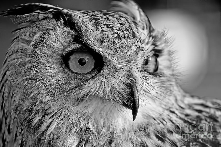 Bengal Owl black and White Photograph by Chris Thaxter
